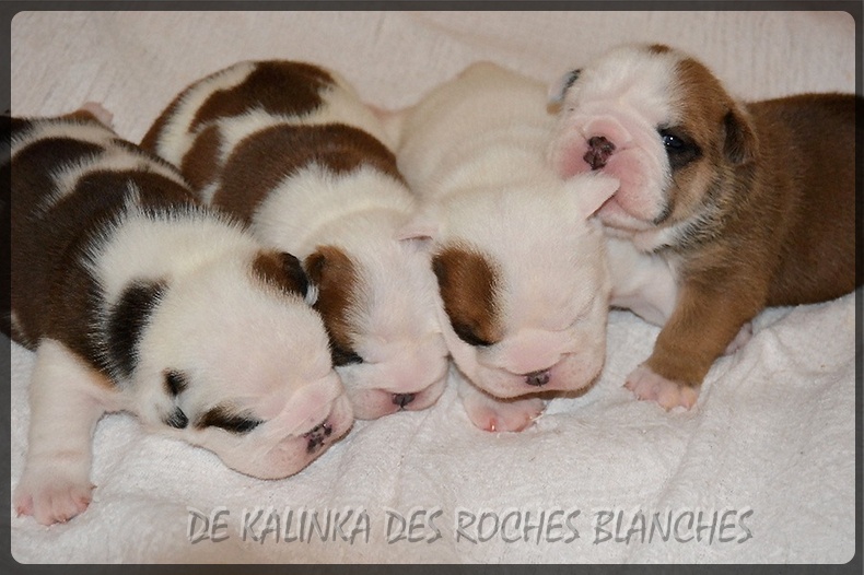 De kalinka des roches blanches - Bulldog Anglais - Portée née le 24/11/2015