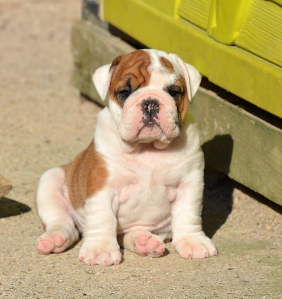 De kalinka des roches blanches - Chiots disponibles - Bulldog Anglais