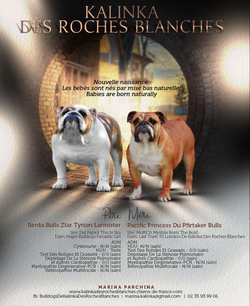 De kalinka des roches blanches - Bulldog Anglais - Portée née le 14/10/2022