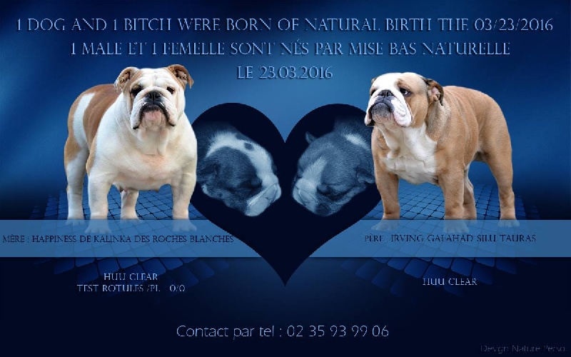 De kalinka des roches blanches - Bulldog Anglais - Portée née le 23/03/2016