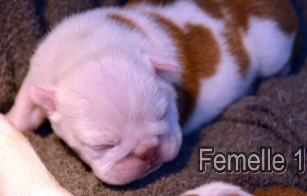 De kalinka des roches blanches - Chiots disponibles - Bulldog Anglais