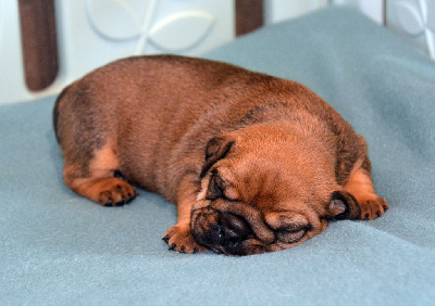CHIOT 3