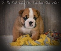 CHIOT