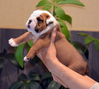 CHIOT 8