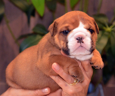 CHIOT 6