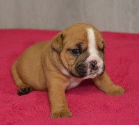 CHIOT