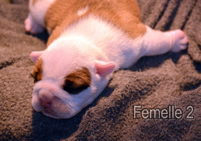 CHIOT 3