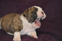 CHIOT