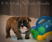 CHIOT