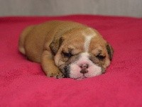 CHIOT
