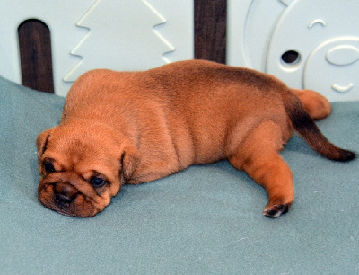 CHIOT 4