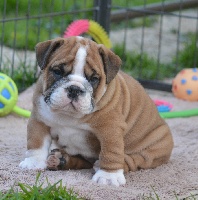 CHIOT