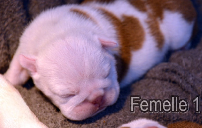 CHIOT 2