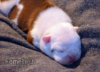 CHIOT 4
