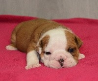 CHIOT