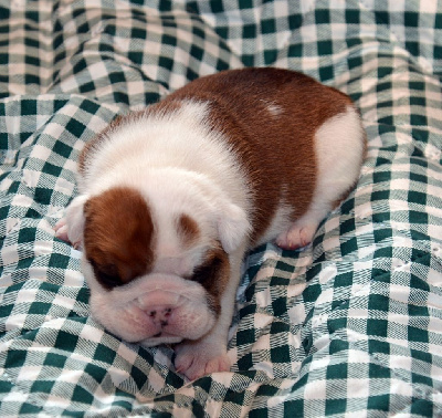 CHIOT 2