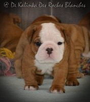 CHIOT
