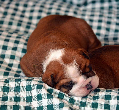 CHIOT 1