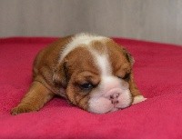 CHIOT