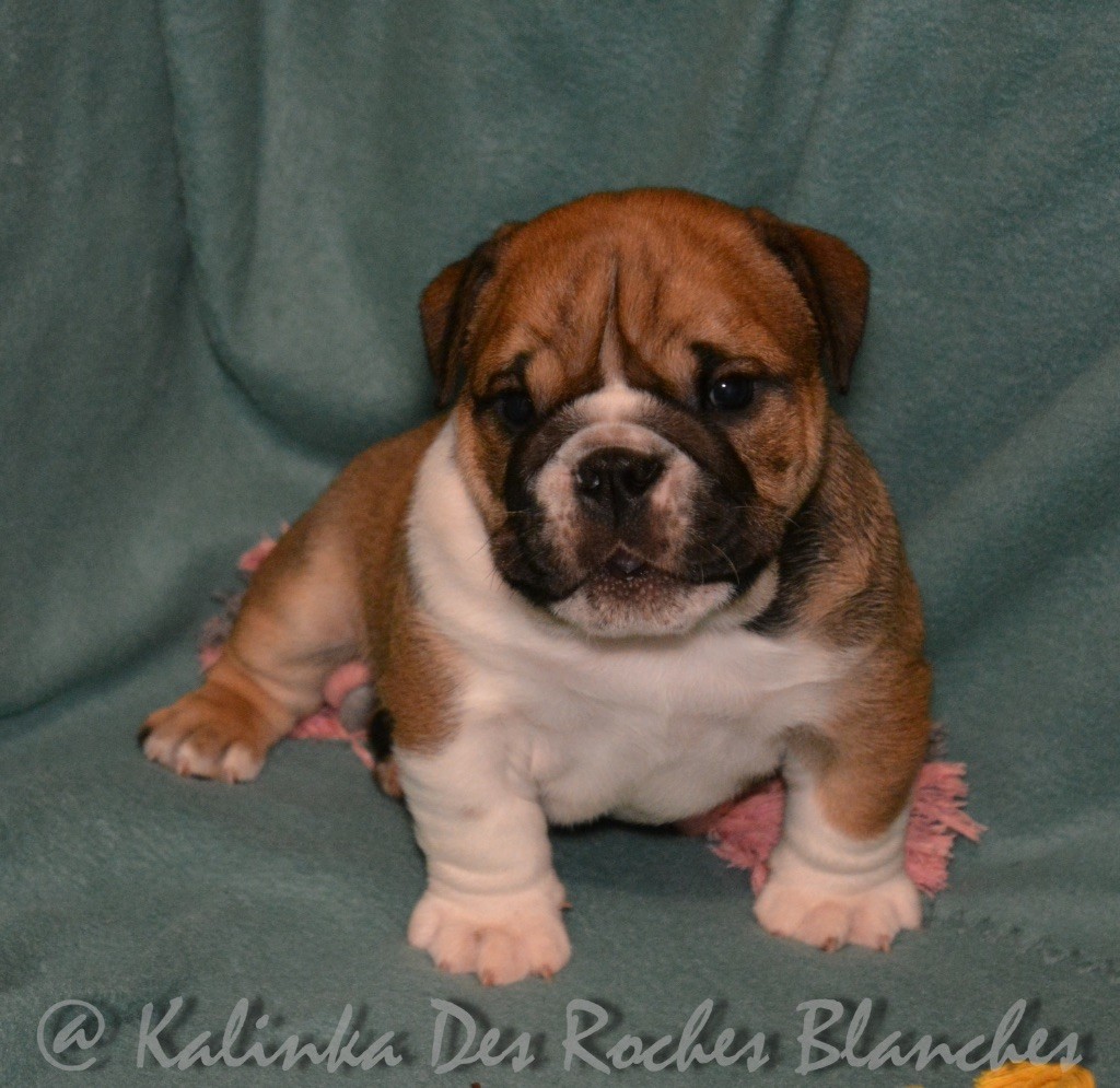 De kalinka des roches blanches - Bulldog Anglais - Portée née le 05/01/2020