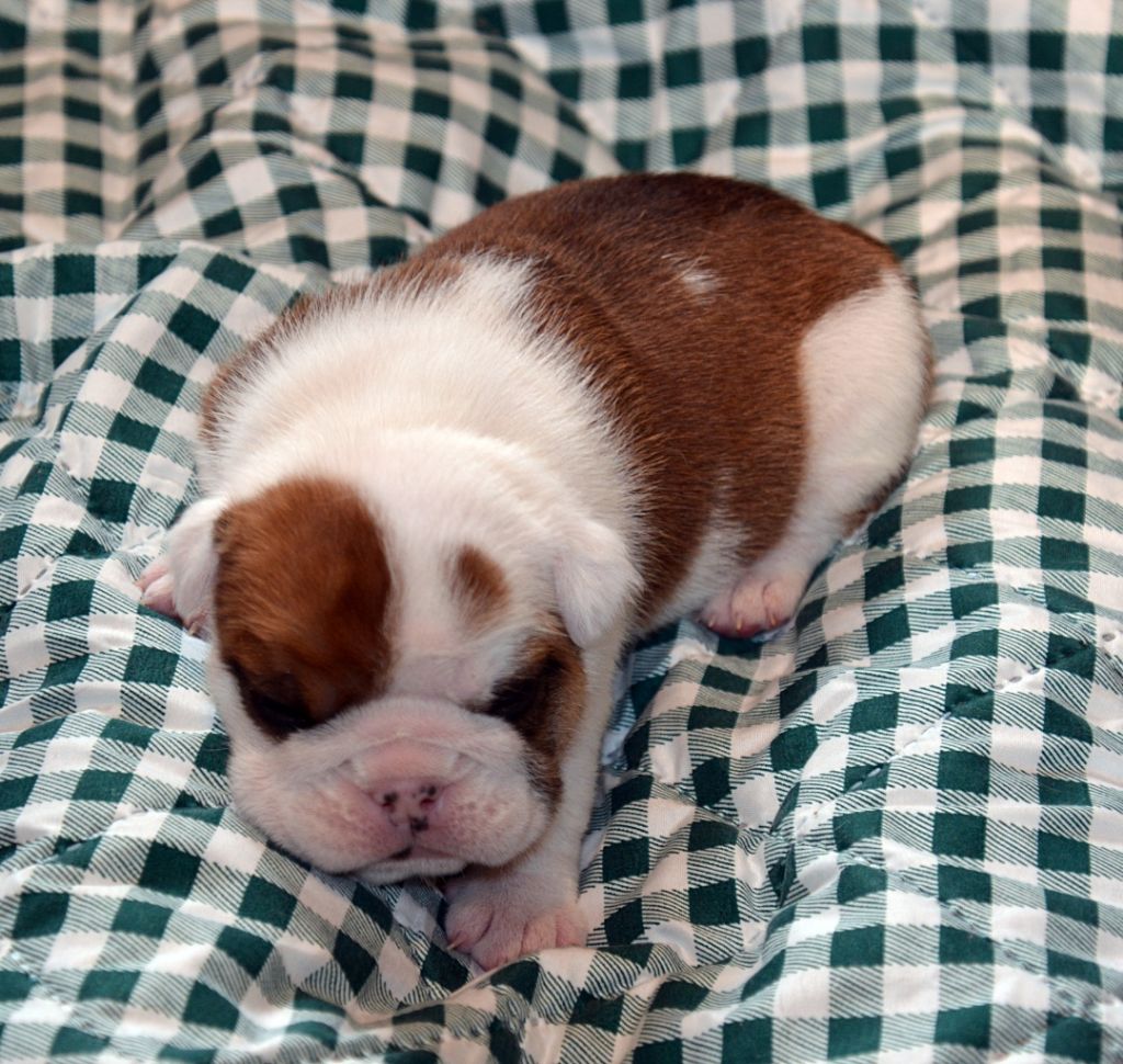 De kalinka des roches blanches - Chiots disponibles - Bulldog Anglais