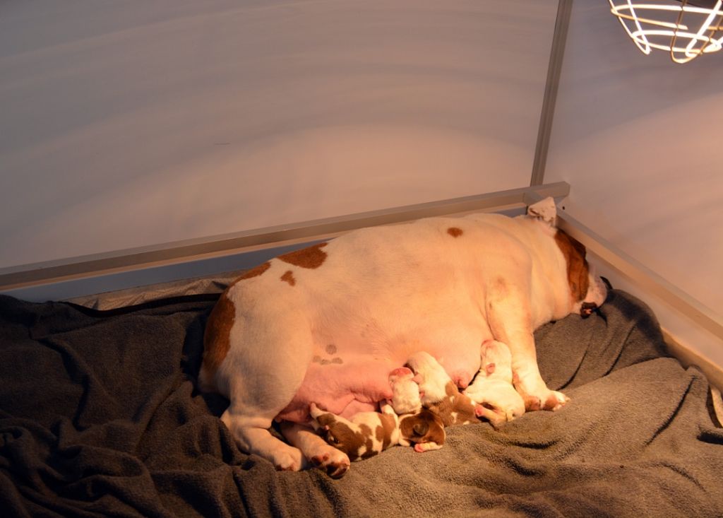 Chiot Bulldog Anglais De kalinka des roches blanches