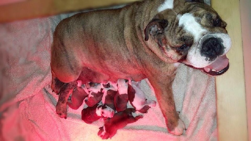 De kalinka des roches blanches - Bulldog Anglais - Portée née le 16/05/2015