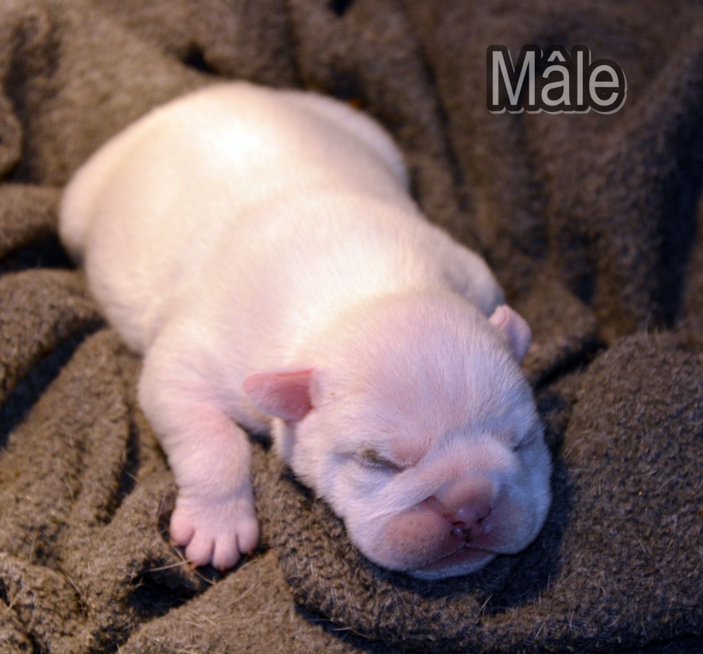 De kalinka des roches blanches - Chiots disponibles - Bulldog Anglais