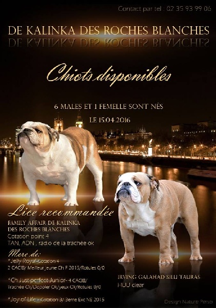 De kalinka des roches blanches - Bulldog Anglais - Portée née le 15/04/2016