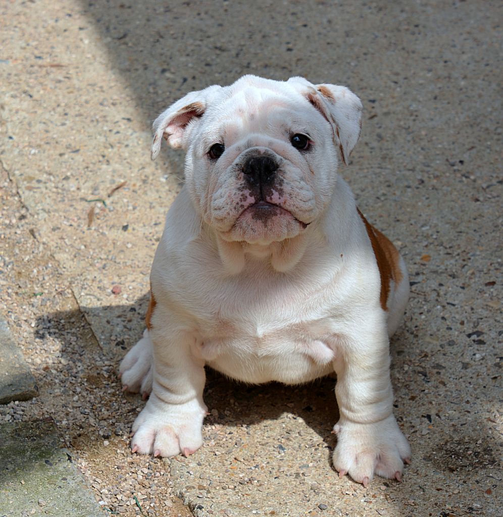 De kalinka des roches blanches - Chiots disponibles - Bulldog Anglais